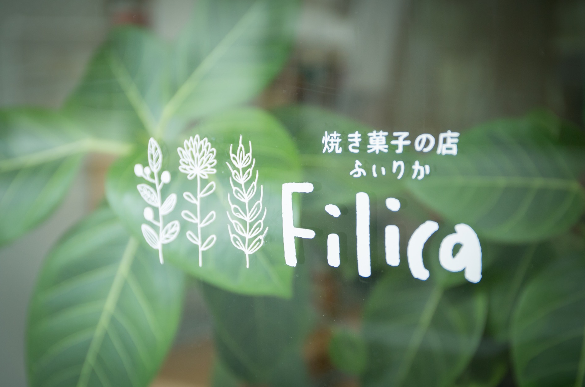 filica_14